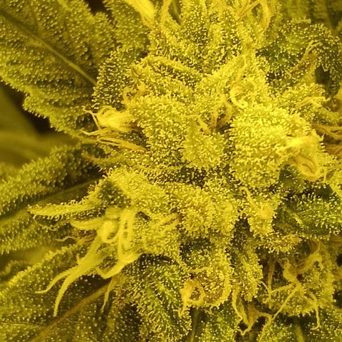 Wy-Kiki 710 T.H.Seeds growlog timeline photo