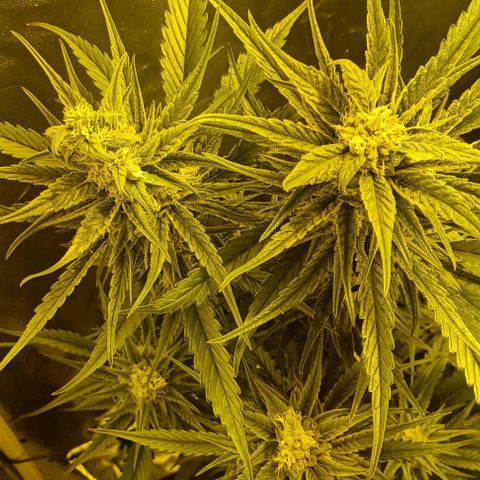 Wy-Kiki 710 T.H.Seeds growlog timeline photo