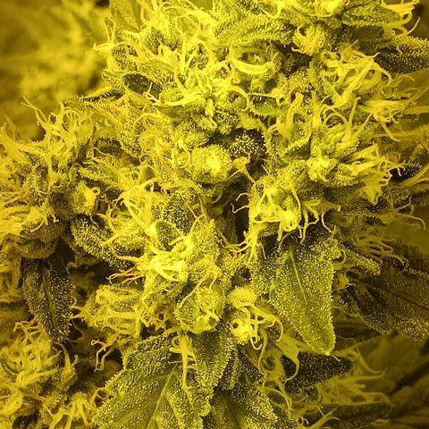 Wy-Kiki 710 T.H.Seeds growlog timeline photo