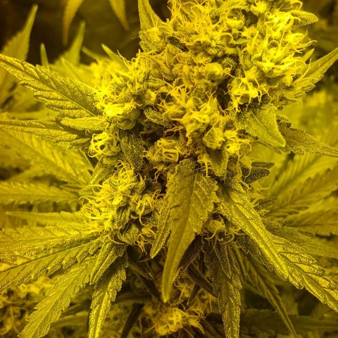 Wy-Kiki 710 T.H.Seeds growlog timeline photo