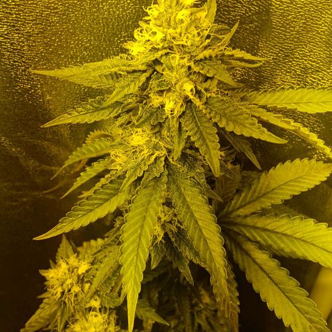 Wy-Kiki 710 T.H.Seeds growlog timeline photo