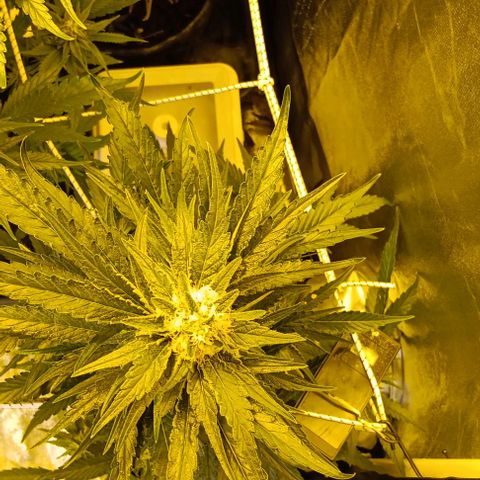 Lilac Cookies by Ethos Genetik  growlog timeline photo