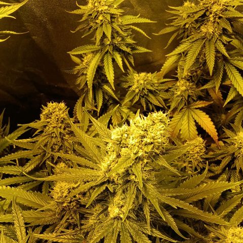 Wy-Kiki 710 T.H.Seeds growlog timeline photo