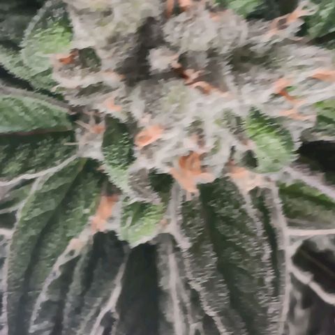 Wy-Kiki 710 T.H.Seeds growlog timeline photo