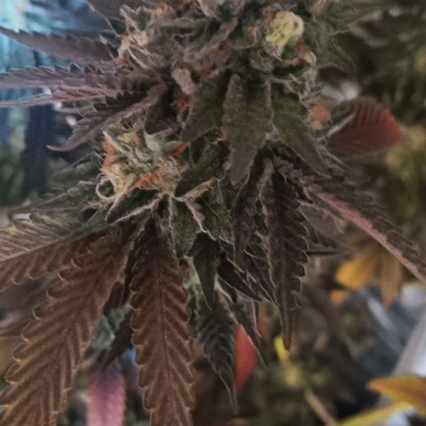 Wy-Kiki 710 T.H.Seeds growlog timeline photo