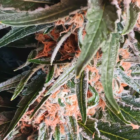 Wy-Kiki 710 T.H.Seeds growlog timeline photo