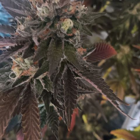 Wy-Kiki 710 T.H.Seeds growlog timeline photo
