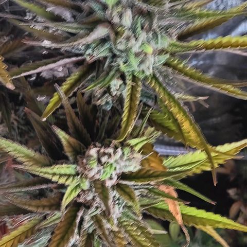Wy-Kiki 710 T.H.Seeds growlog timeline photo