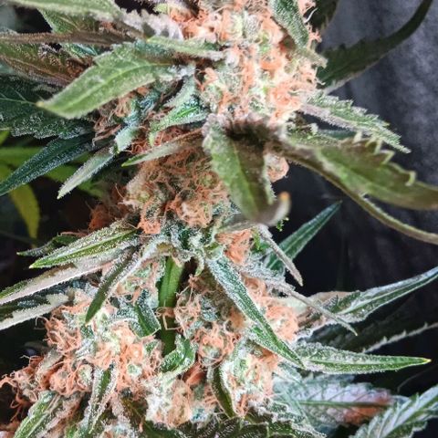 Wy-Kiki 710 T.H.Seeds growlog timeline photo