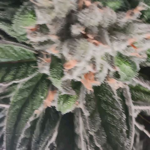 Wy-Kiki 710 T.H.Seeds growlog timeline photo
