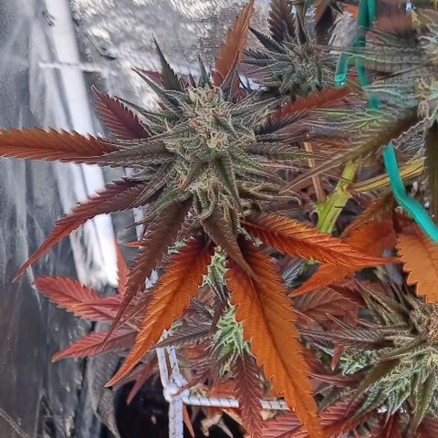 Wy-Kiki 710 T.H.Seeds growlog timeline photo