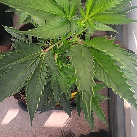 Imperium X growlog timeline photo