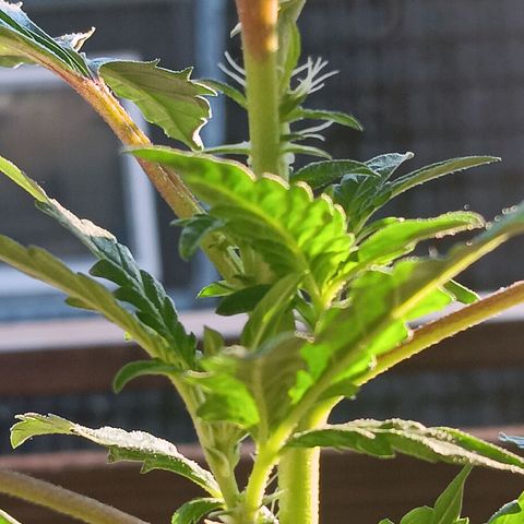 Imperium X growlog timeline photo