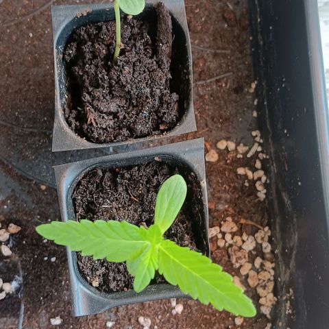 Gary Payton Fruitshake  growlog timeline photo