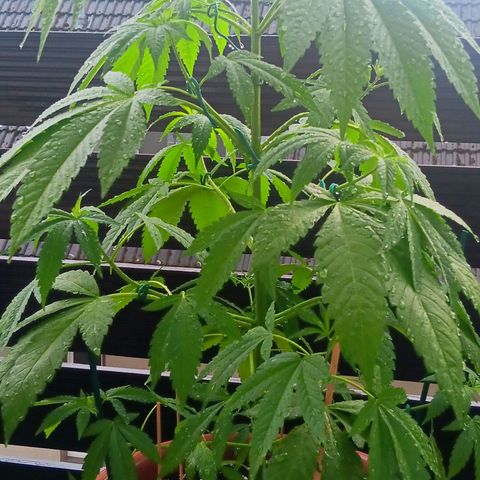 Gary Payton Fruitshake  growlog timeline photo