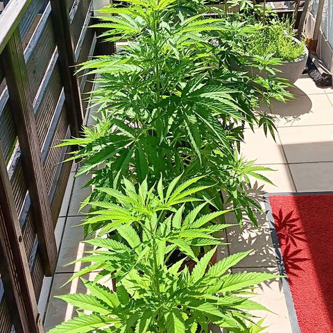 Gary Payton Fruitshake  growlog timeline photo