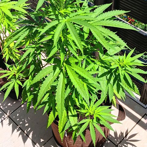 Gary Payton Fruitshake  growlog timeline photo