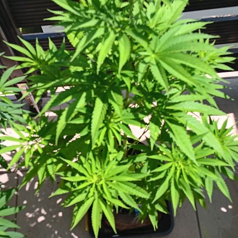 Gary Payton Fruitshake  growlog timeline photo