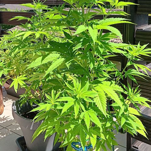 Gary Payton Fruitshake  growlog timeline photo