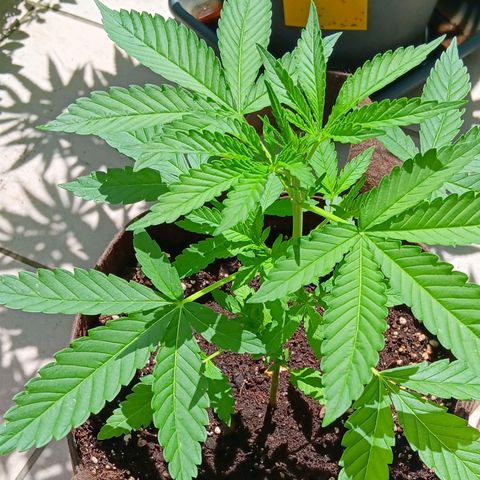 Gary Payton Fruitshake  growlog timeline photo
