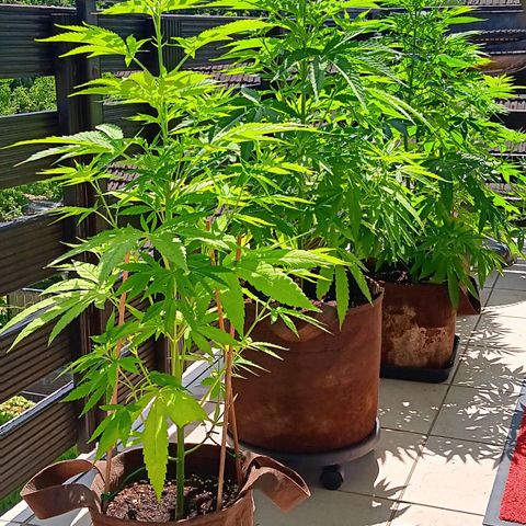 Gary Payton Fruitshake  growlog timeline photo