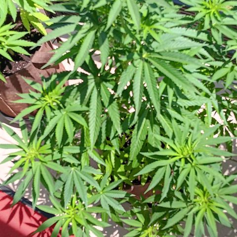 Gary Payton Fruitshake  growlog timeline photo