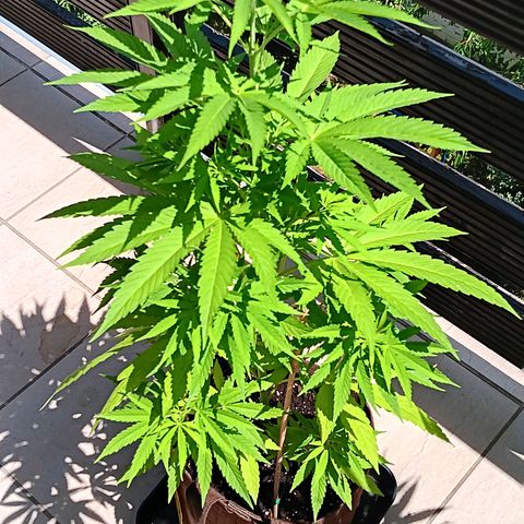 Gary Payton Fruitshake  growlog timeline photo