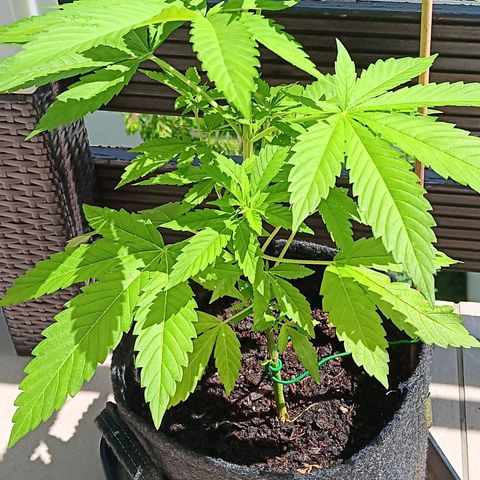 Gary Payton Fruitshake  growlog timeline photo