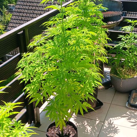 Gary Payton Fruitshake  growlog timeline photo