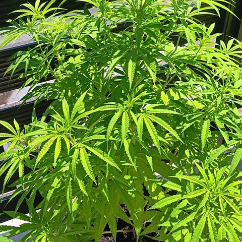 Gary Payton Fruitshake  growlog timeline photo
