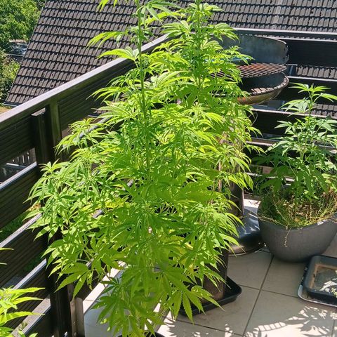 Gary Payton Fruitshake  growlog timeline photo