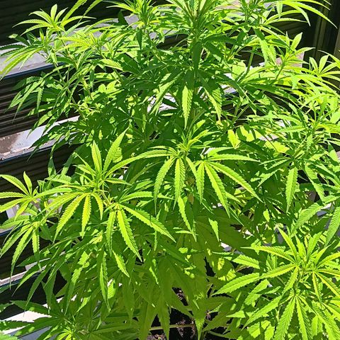 Gary Payton Fruitshake  growlog timeline photo
