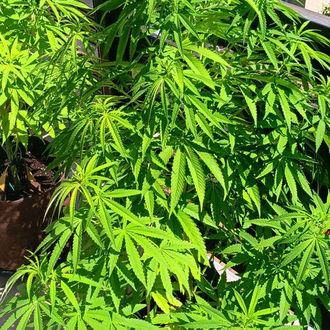 Gary Payton Fruitshake  growlog timeline photo