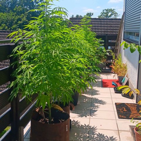 Gary Payton Fruitshake  growlog timeline photo