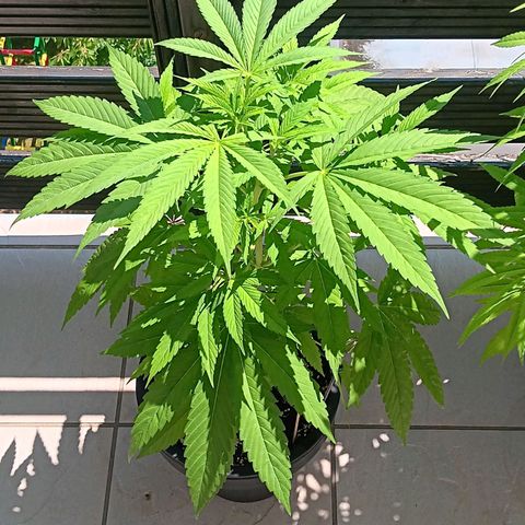 Gary Payton Fruitshake  growlog timeline photo