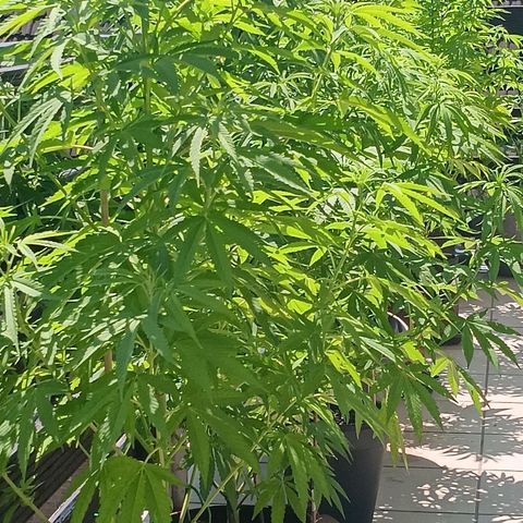Gary Payton Fruitshake  growlog timeline photo