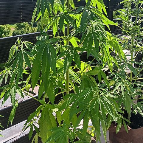 Gary Payton Fruitshake  growlog timeline photo