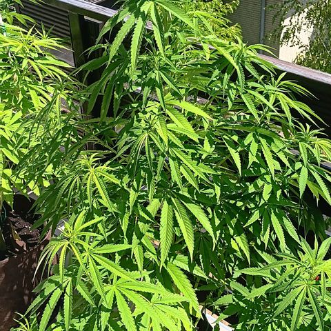 Gary Payton Fruitshake  growlog timeline photo