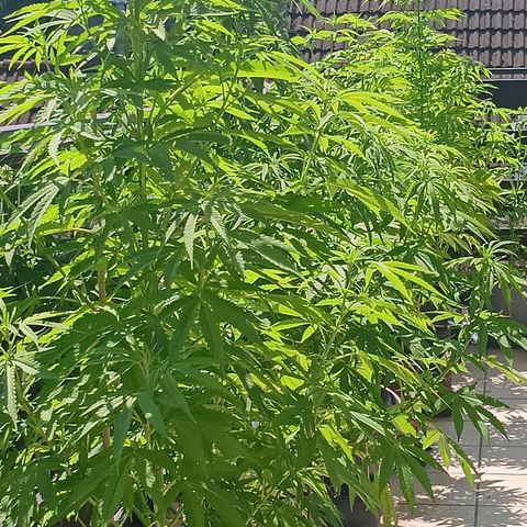 Gary Payton Fruitshake  growlog timeline photo