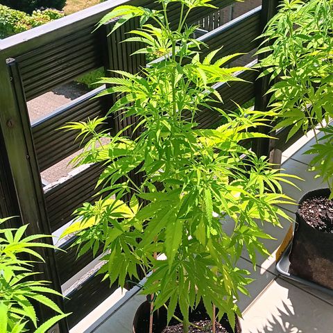 Gary Payton Fruitshake  growlog timeline photo