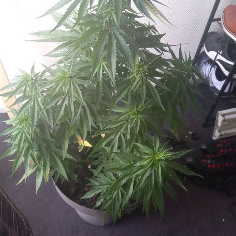 Fat Banana growlog photo: Zo waren ze op 26 juli dag voor het 48 uur verduisteren 
