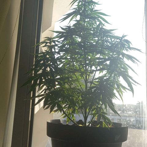 Fat Banana growlog photo: Zo waren ze op 26 juli dag voor het 48 uur verduisteren 