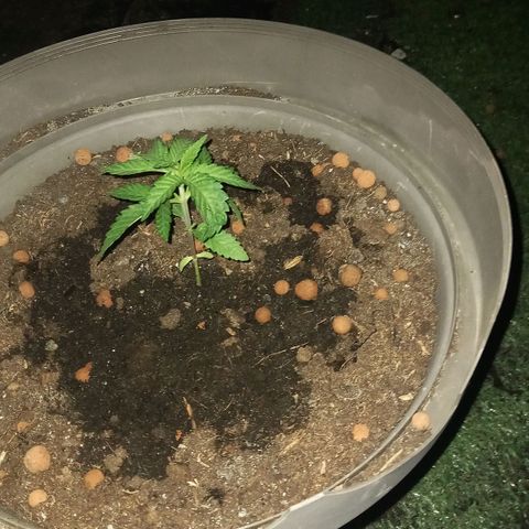 Fat Banana growlog timeline photo