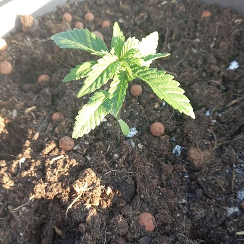 Fat Banana growlog timeline photo