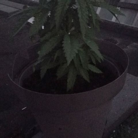 Fat Banana growlog timeline photo