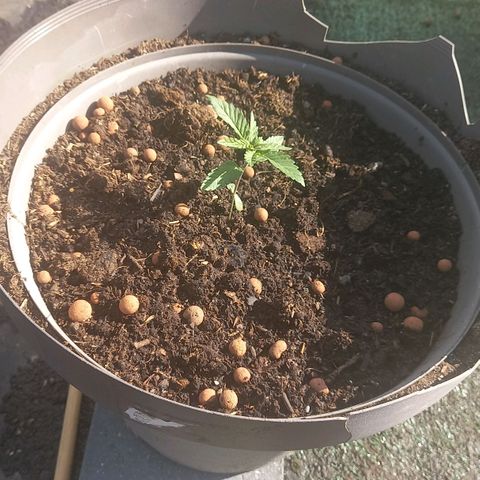 Fat Banana growlog timeline photo