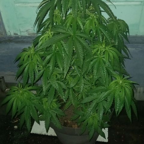 Fat Banana growlog timeline photo