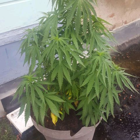 Fat Banana growlog timeline photo