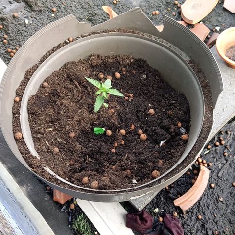 Fat Banana growlog timeline photo
