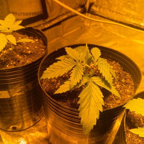 Somango XL #07 growlog timeline photo